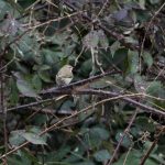 Siberian Chiffchaff, Mitcham (A Dutta).