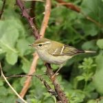 Yellow-browed Warbler, Mitcham (M Leitch).
