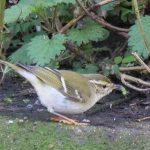 Yellow-browed Warbler, Mitcham (M Davis).