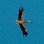 White Stork (reintroduced bird), Tice's Meadow (C Varndell).