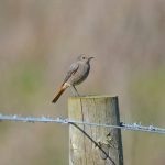 Black Redstart, Addlestone (M McLaughlin).
