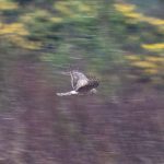 Hen Harrier, Thursley Common (E Stubbs).