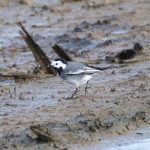 White Wagtail, Shackleford (E Stubbs).