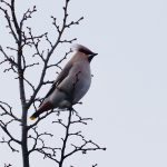 Waxwing, Croydon (D Young).