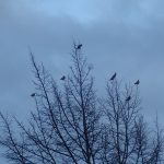 Waxwings, Croydon (M O'Donnell).