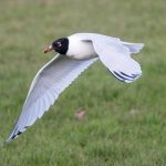 Mediterranean Gull, Tooting Common (A Wilkinson).