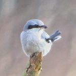 Great Grey Shrike, Frensham Common (J Hunt).