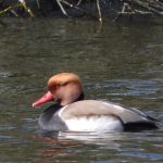 Red-crested Pochard, Longside Lake (J Snell).
