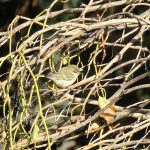 Yellow-browed Warbler, Mitcham (D Mitchell).
