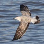 Yellow-legged Gull, Rotherhithe (R Bonser).