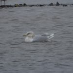 Iceland Gull, London Wetland Centre (WWT).