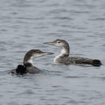 Great Northern Divers, Island Barn Reservoir (D Harris).