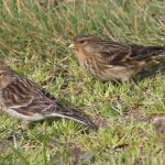 Twite, Beddington Farmlands (P Alfrey).