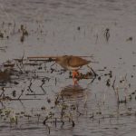 Redshank, London Wetland Centre (S Patel).