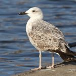 Yellow-legged Gull, Rotherhithe (R Bonser).