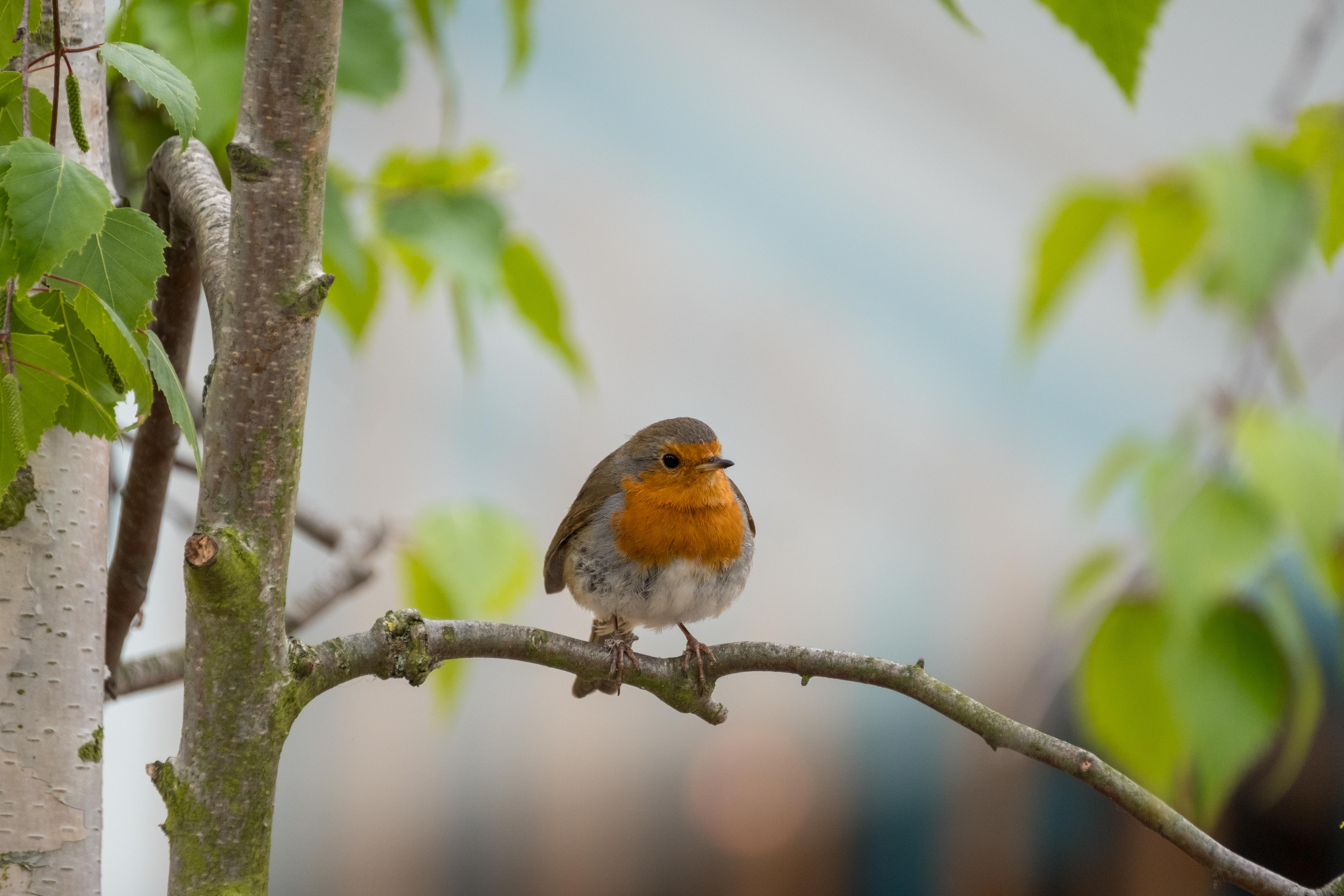 Robin, London Wetland Centre, 24/04/17 (J Drewett)