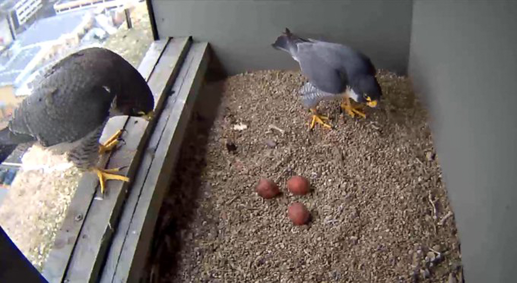 Peregrine, Woking, 19/03/20 (C Denford)