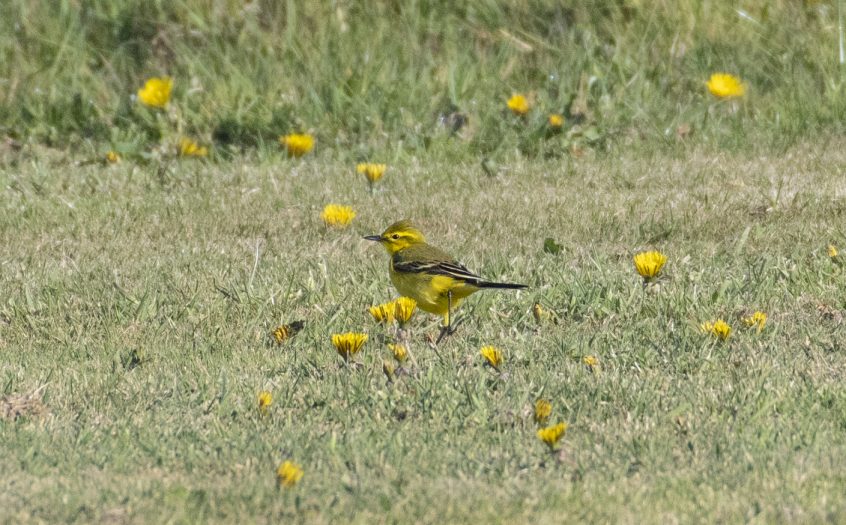 Yellow Wagtail, Shackleford (E Stubbs).