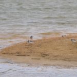 Little Ringed Plovers, Holmethorpe SP (G Hay).