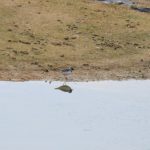 Ringed Plover, Holmethorpe SP (G Hay).