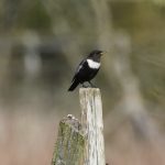Ring Ouzel, Papercourt Water Meadows (R Clark).