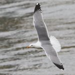 Yellow-legged Gull, Rotherhithe (R Bonser).