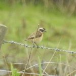 Whinchat, Stoke Lake (M Kettell).