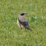 Wheatear, West Clandon (M Phelps).