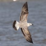 Yellow-legged Gull, Rotherhithe (R Bonser).