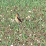 Wheatear, Clandon (S Chastell).