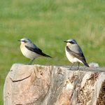 Wheatears, West Clandon (M Phelps).