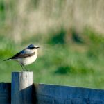 Wheatear, West Clandon (M Phelps).