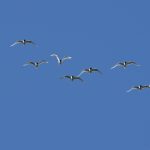 Mediterranean Gulls, Papercourt Water Meadows (R Clark).