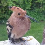 Hoopoe, Epsom Downs (Carol & Stephen Paine).