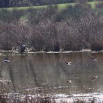 Green Sandpipers, Stoke Lake (M Fincham).