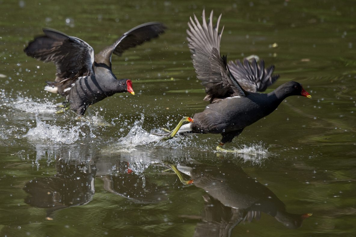 Moorhens, River Wey, Guildford, 24/04/20 (J Sellen)