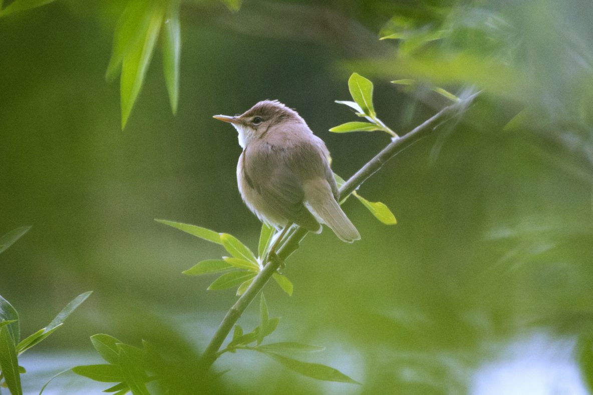 Reed Warbler, Stoke Lake, Guildford 02/05/20 (J Sellen)