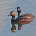 Black-necked Grebes, Beddington Farmlands (P Alfrey).