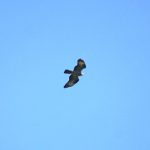 Honey Buzzard, Capel (W Attridge).