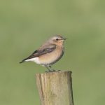 Wheatear, Shackleford (E Stubbs).