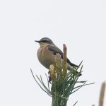 Wheatear, Thursley Common (E Stubbs).