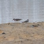 Common Sandpiper and Little Ringed Plover, Frensham Great Pond (E Stubbs).