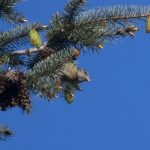 Crossbill, The Hurtwood (E Stubbs).