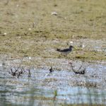 Green Sandpiper, Holmethorpe SP (G Hay).