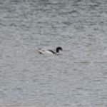 Shelduck, Holmethorpe SP (G Hay).