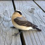 Wheatear, West Clandon (M Phelps).