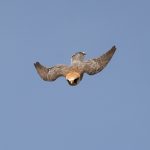 Red-footed Falcon, Thursley Common (J Sellen).