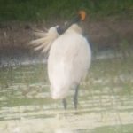 Spoonbill, Tice's Meadow (K Duncan).
