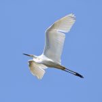 Great Egret, Molesey (D Spragg).