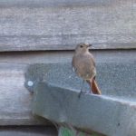 Black Redstart, Epsom Downs (K Lelliott).